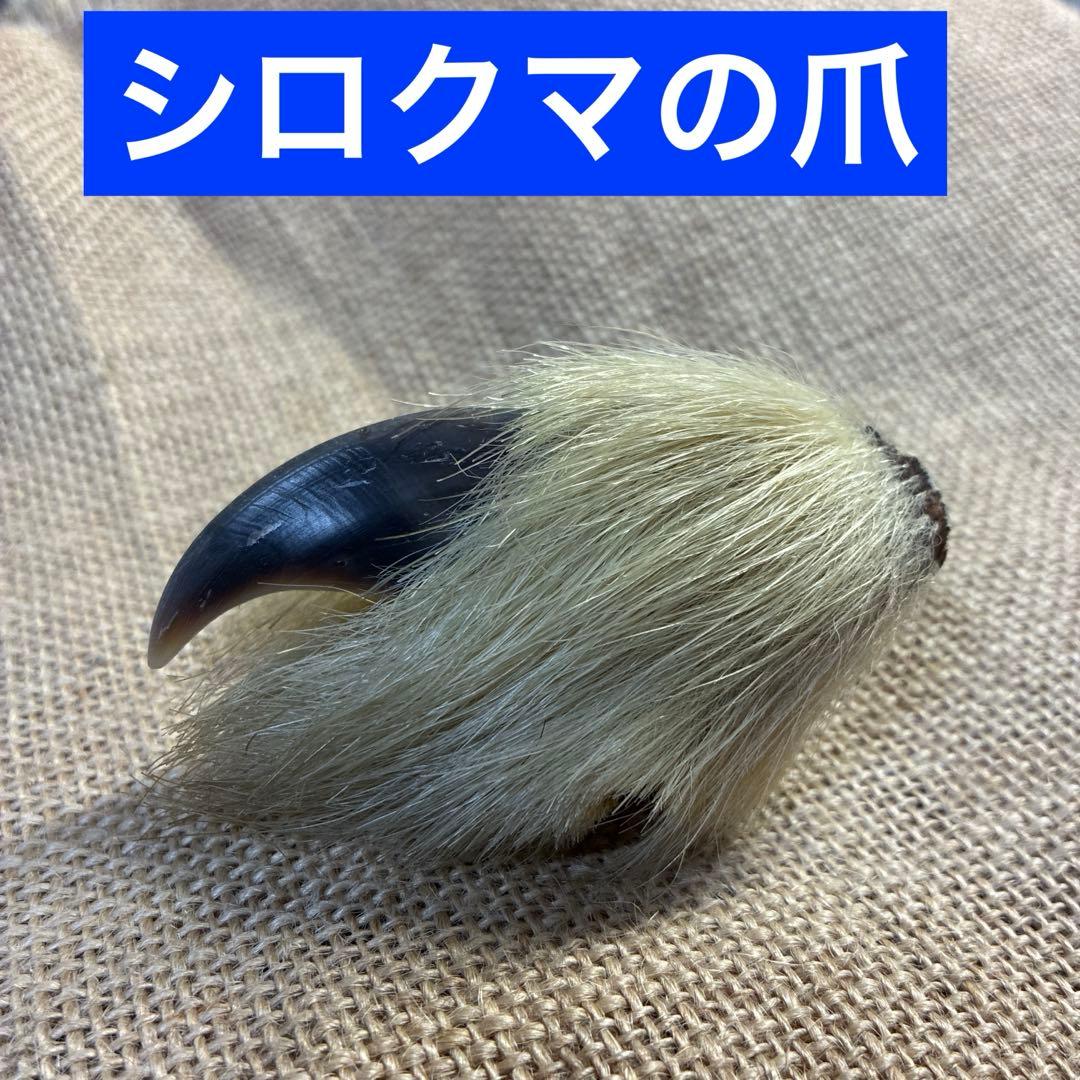 シロクマ　爪　ホッキョクグマ　熊の爪　ベアクロー　剥製