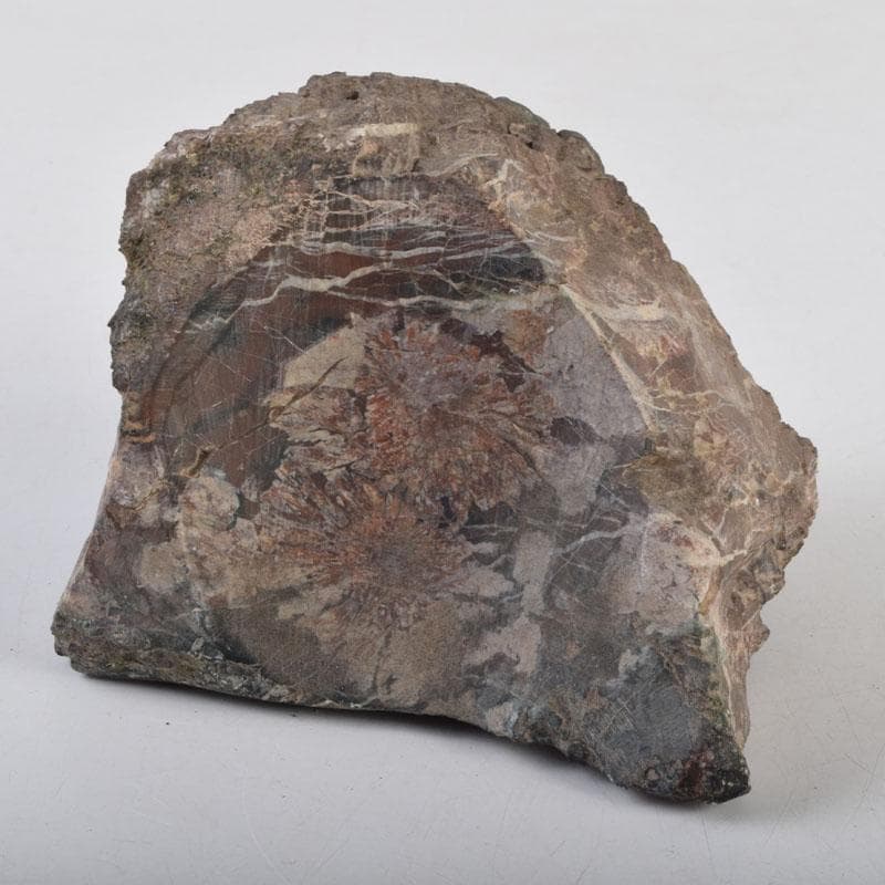 天然石　鑑賞石　菊花石　置物　重さ約1242g　C　8887