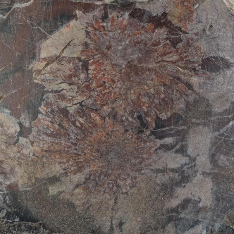 天然石　鑑賞石　菊花石　置物　重さ約1242g　C　8887