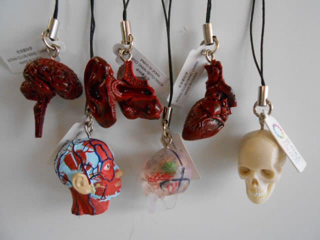 ♯Kui17Jtサイエンステクニカラー人体模型ストラップ1全12種