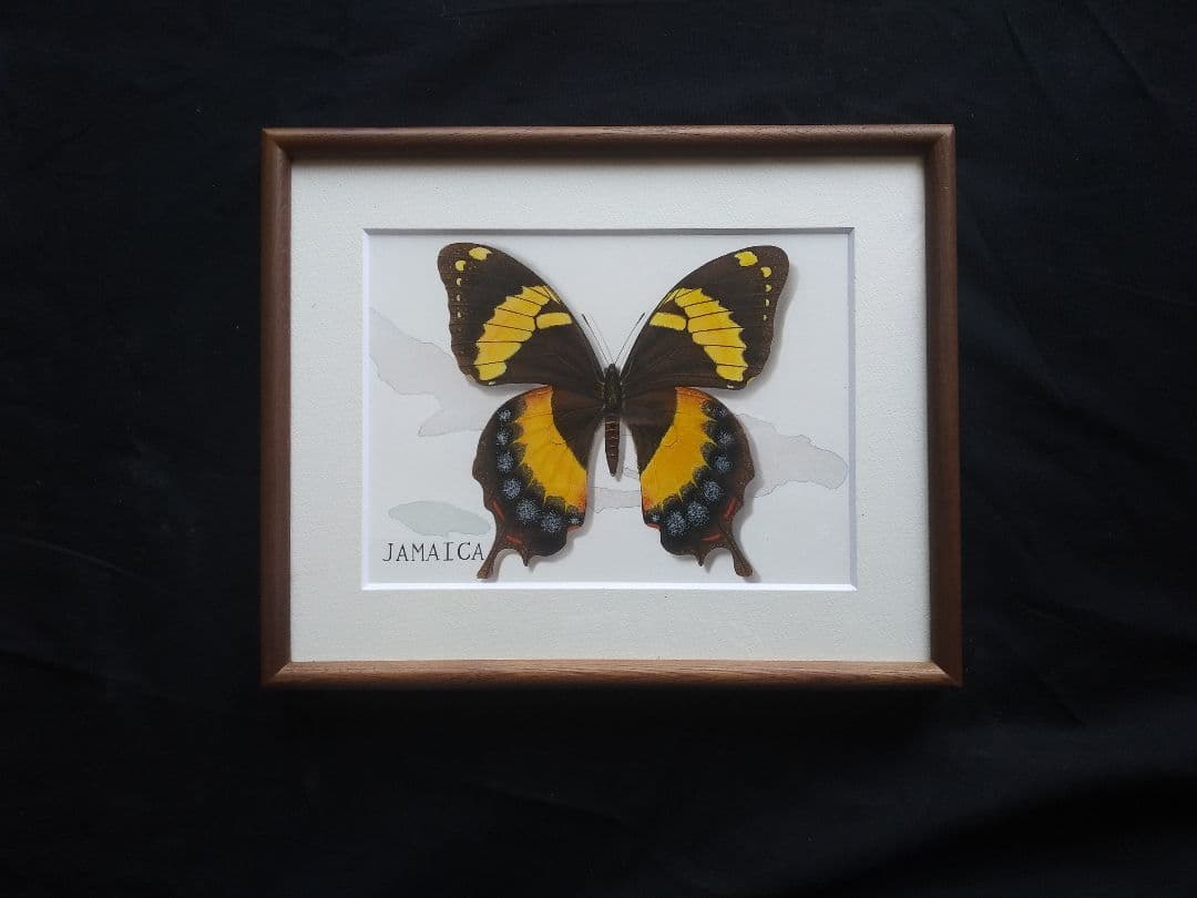 ホメルスアゲハ　「ジャマイカ」