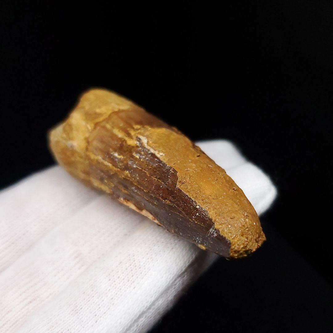 スピノサウルス 本物 モロッコ産 60.13mm  sp466