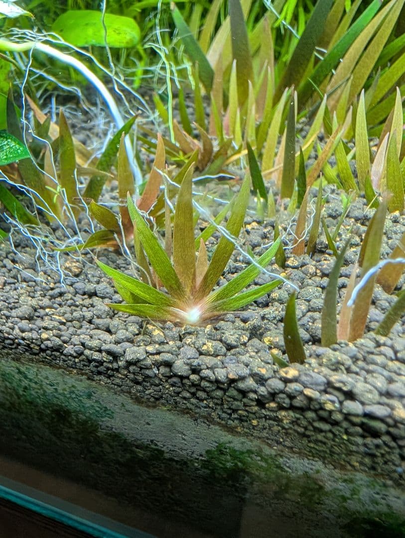 ●xyris sp red 水中葉子株1株　水草　ADA　水槽