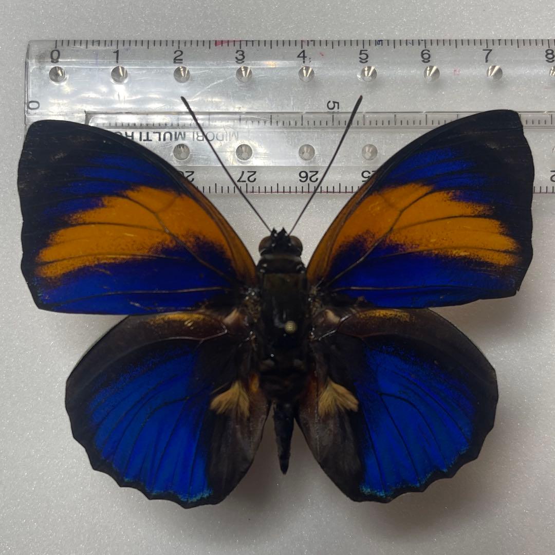 アグリアス　ファルキドン標本