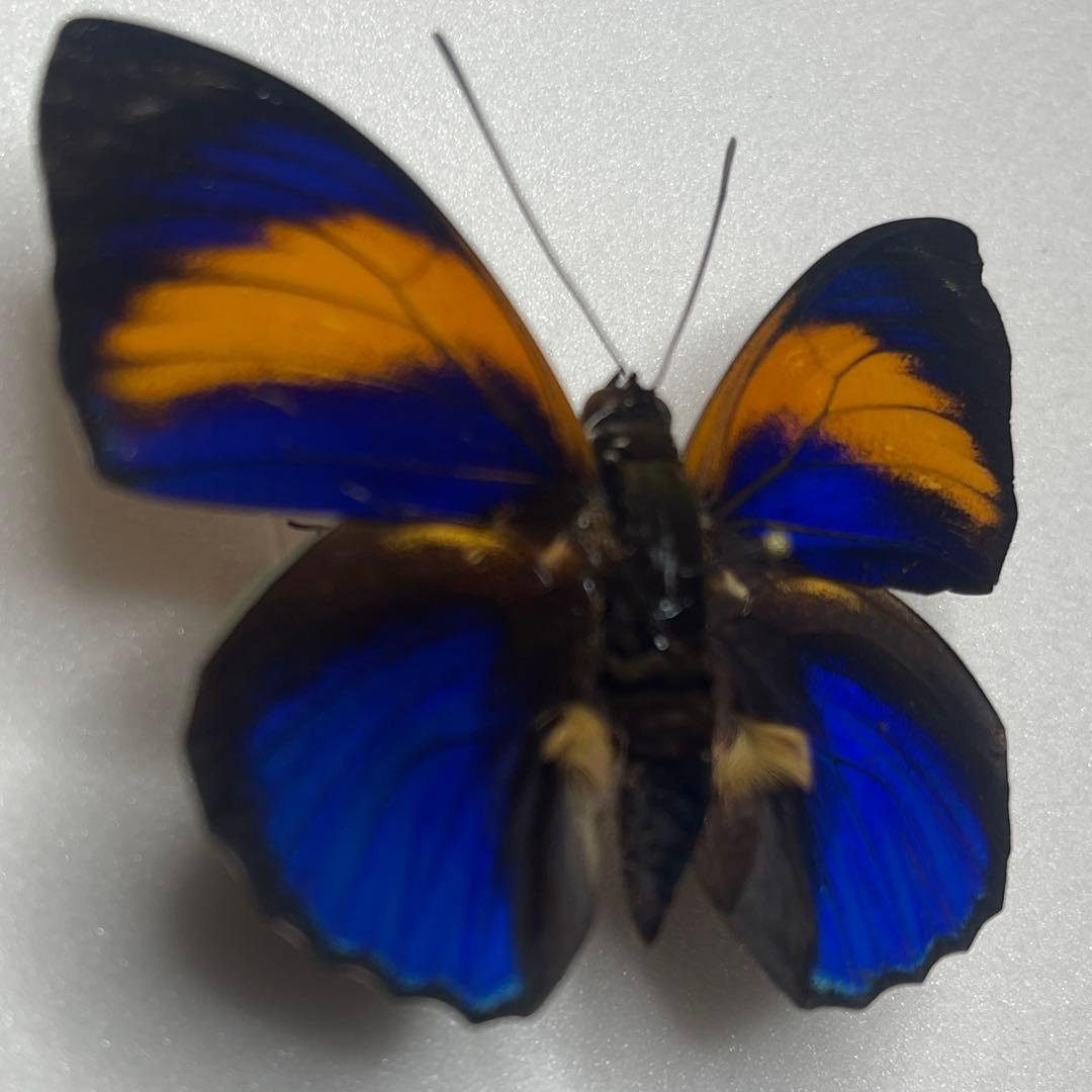 アグリアス　ファルキドン標本
