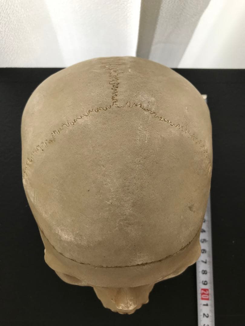 頭骨 人体模型 ドイツ 髑髏 ドクロ 置物 オブジェ アートvintage