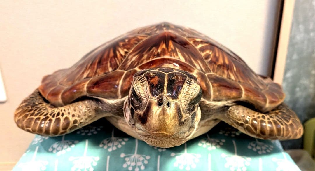 アオウミガメのはく製