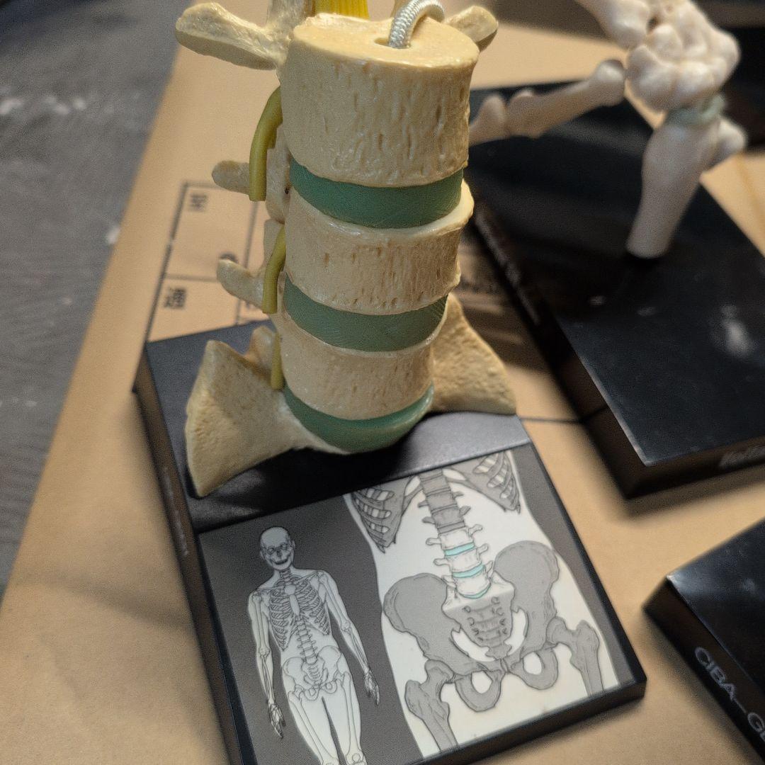 人体模型 7体セット