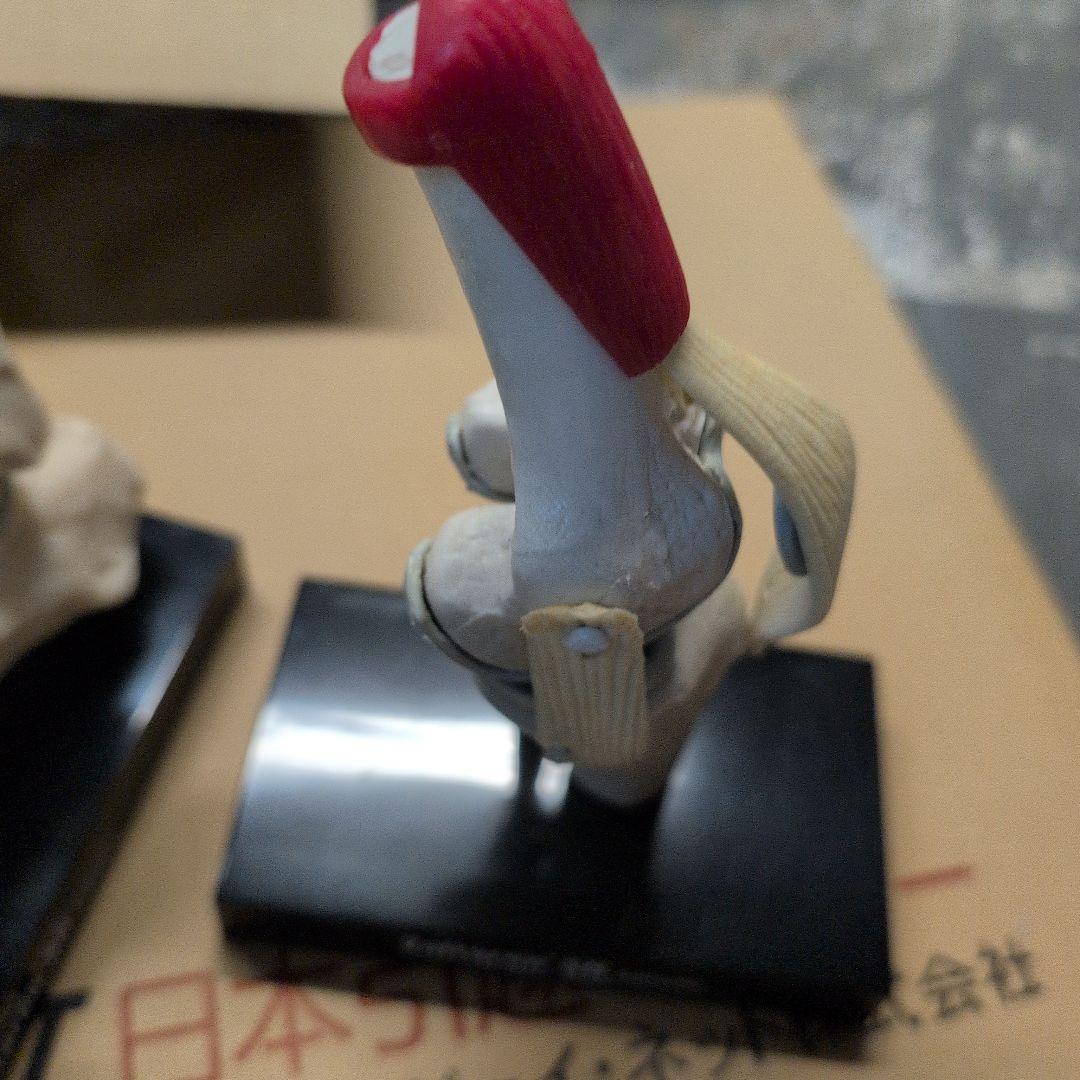 人体模型 7体セット