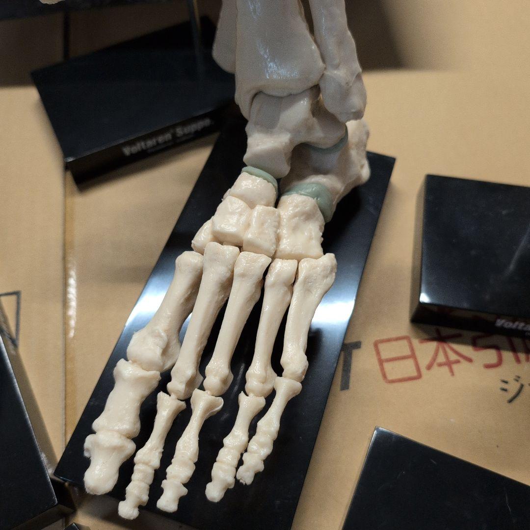 人体模型 7体セット