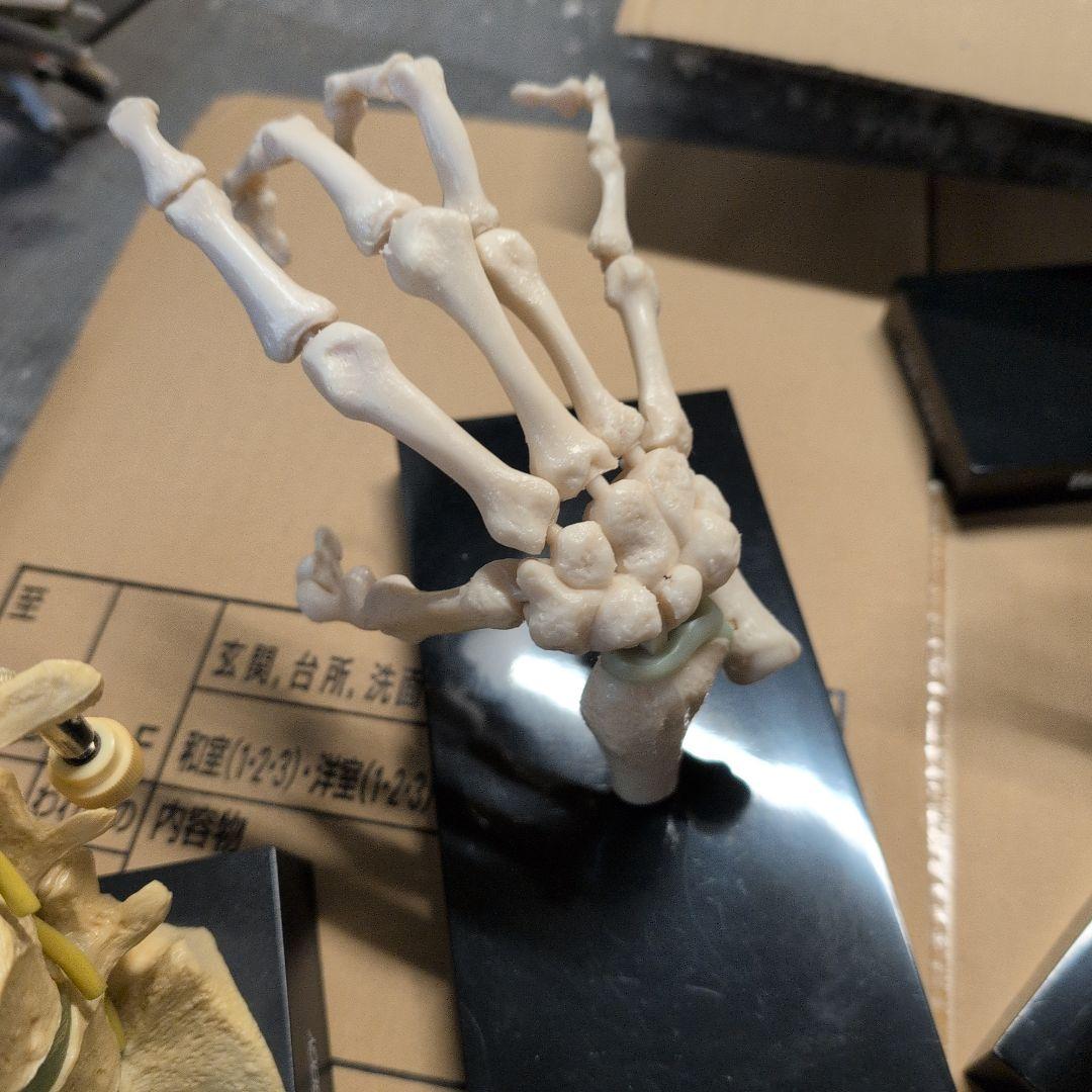 人体模型 7体セット