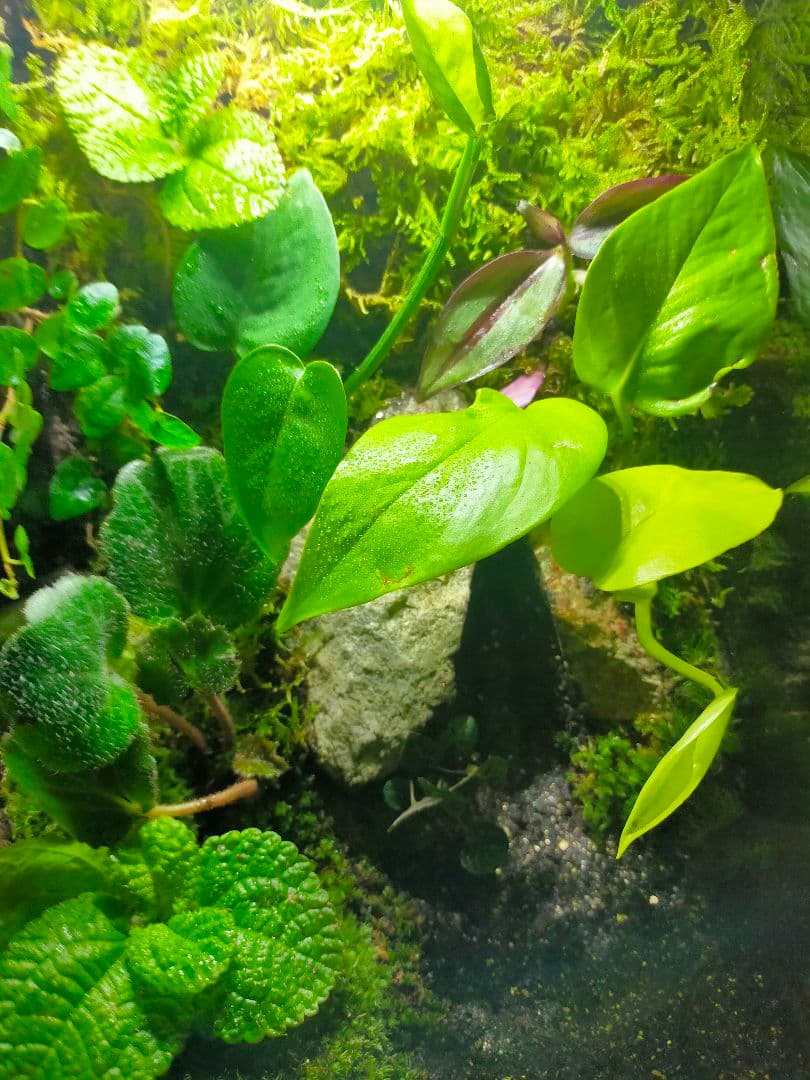 隠れ家付き！苔テラリウム、生体飼育ケージ