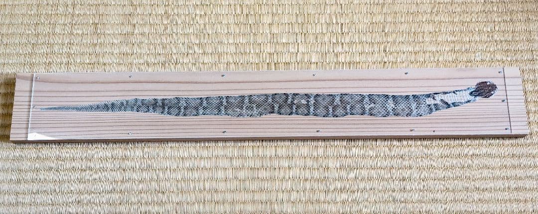 日本マムシの脱け殻  標本