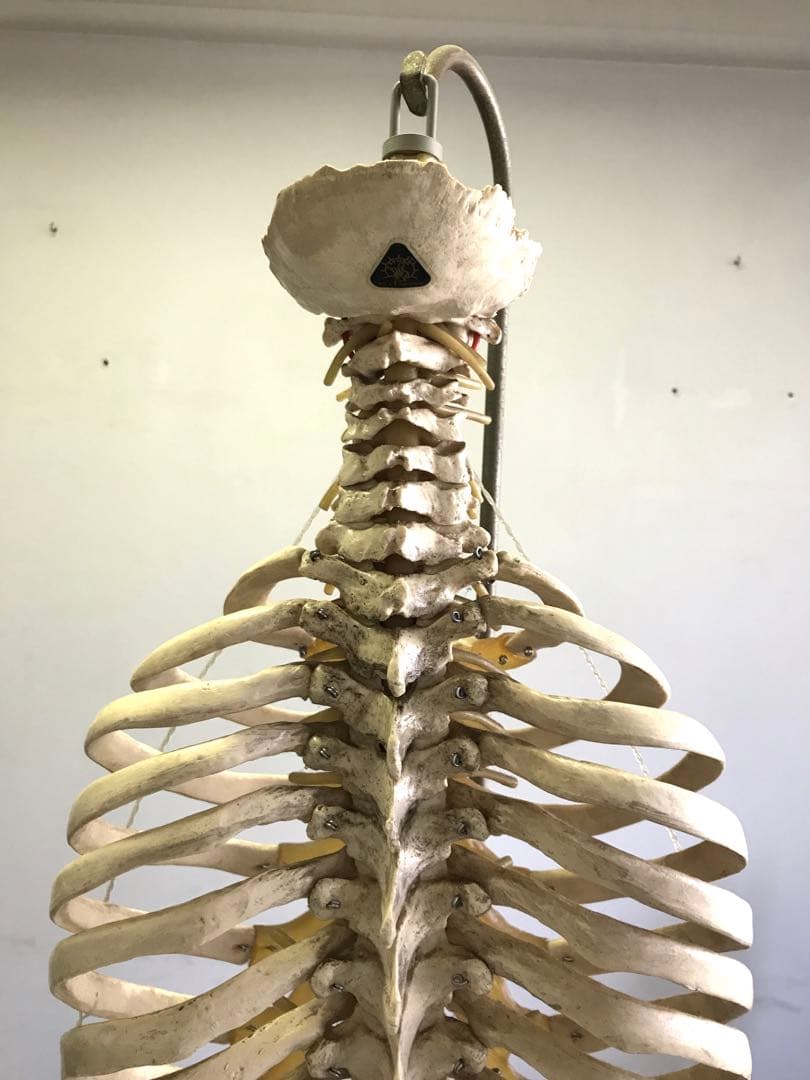 ソムソ社　胸郭・股関節付脊椎骨盤模型♡ 西ドイツ製