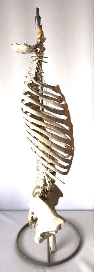ソムソ社　胸郭・股関節付脊椎骨盤模型♡ 西ドイツ製