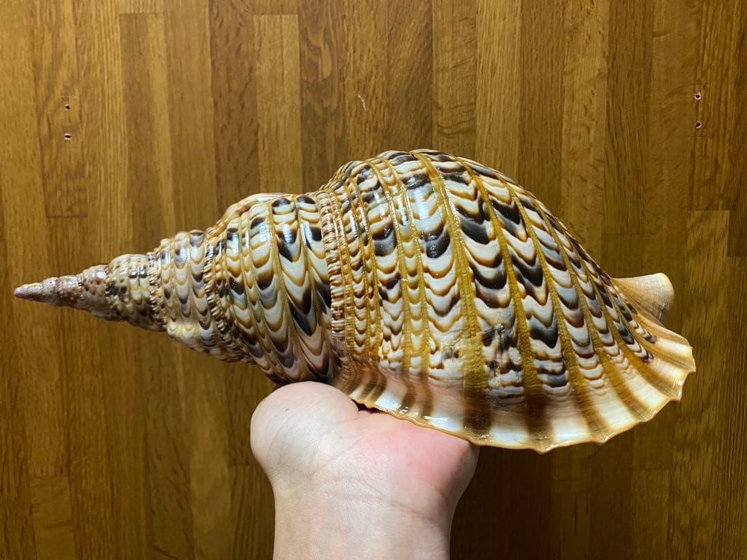 法螺貝　新鮮なホラ貝　35cm 色合いが綺麗