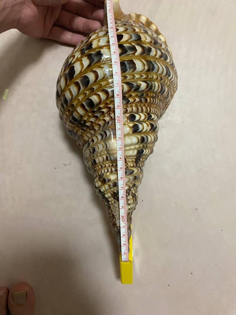 法螺貝　新鮮なホラ貝　35cm 色合いが綺麗
