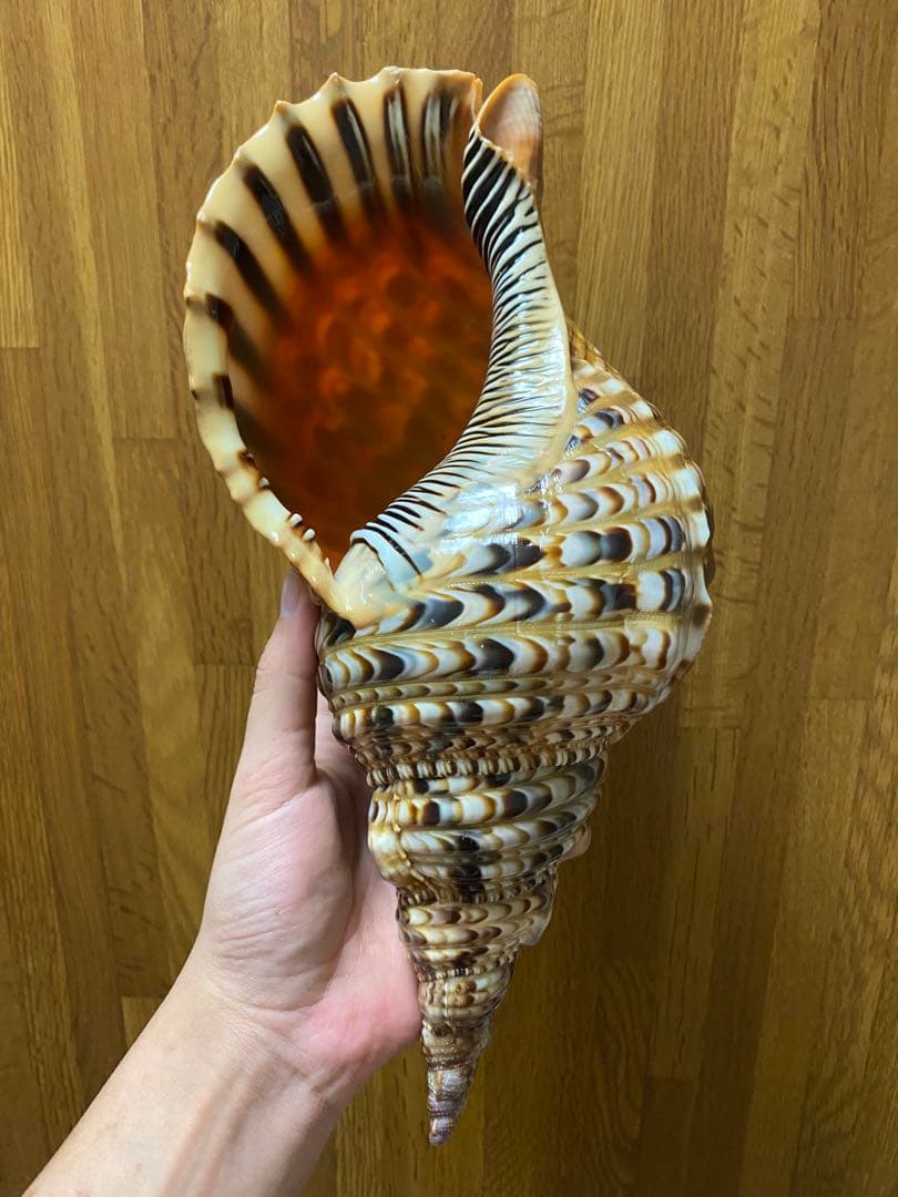 法螺貝　新鮮なホラ貝　35cm 色合いが綺麗