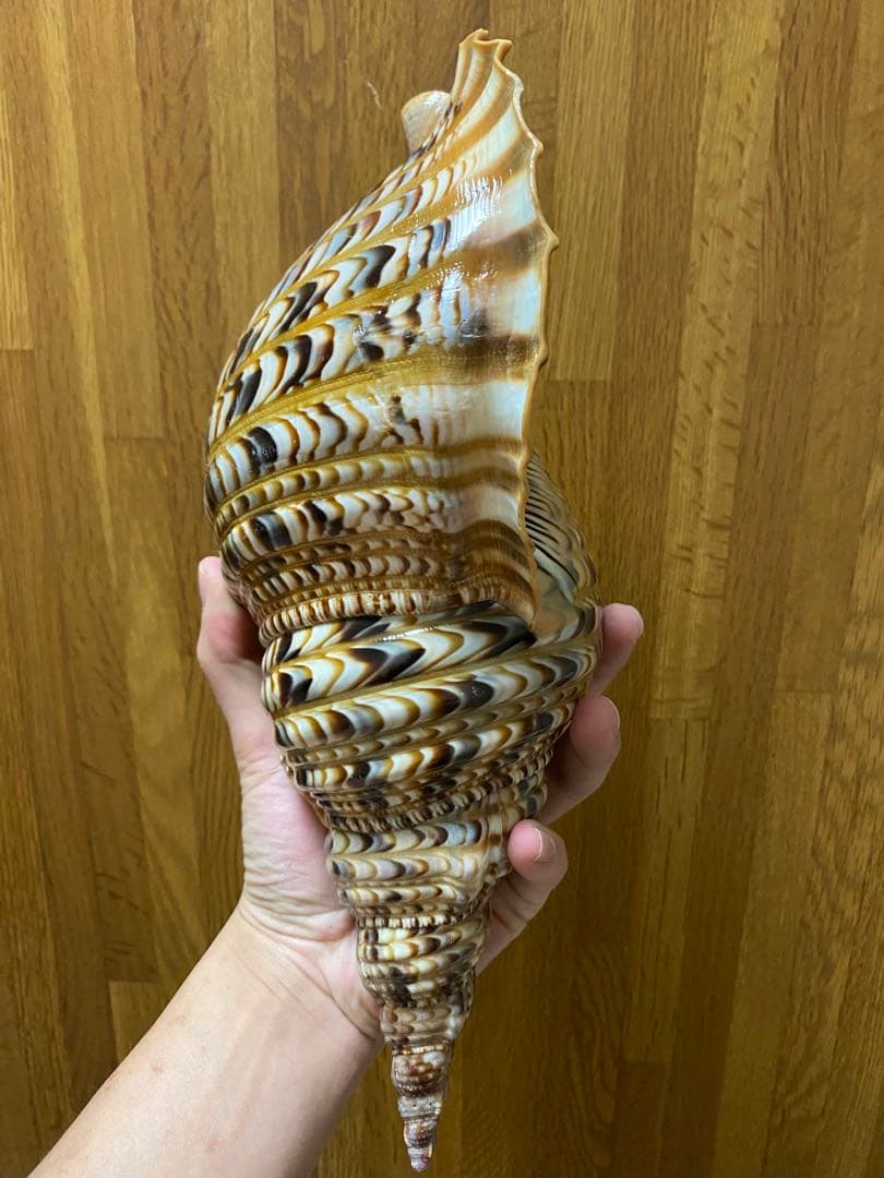 法螺貝　新鮮なホラ貝　35cm 色合いが綺麗