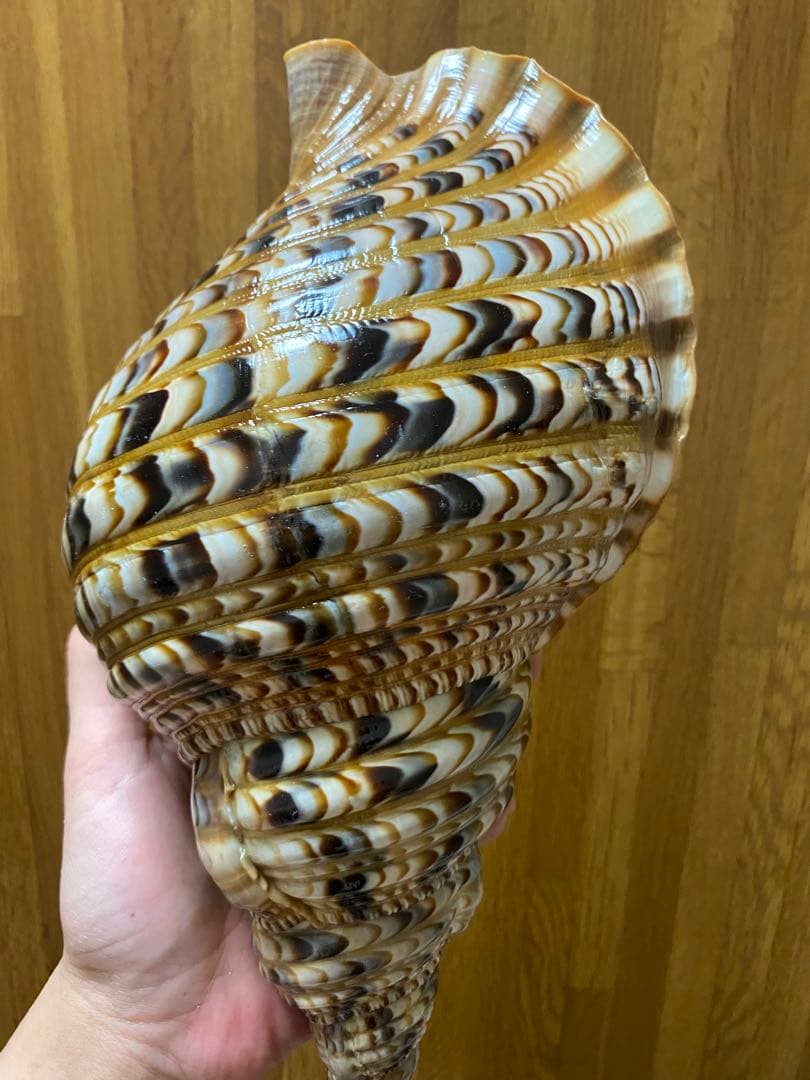 法螺貝　新鮮なホラ貝　35cm 色合いが綺麗