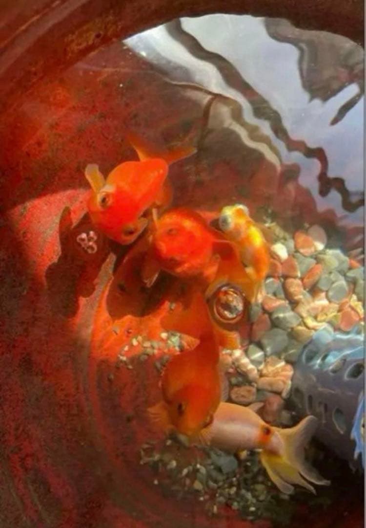 美しい金魚鉢　　大鉢　　睡蓮鉢　赤鉢