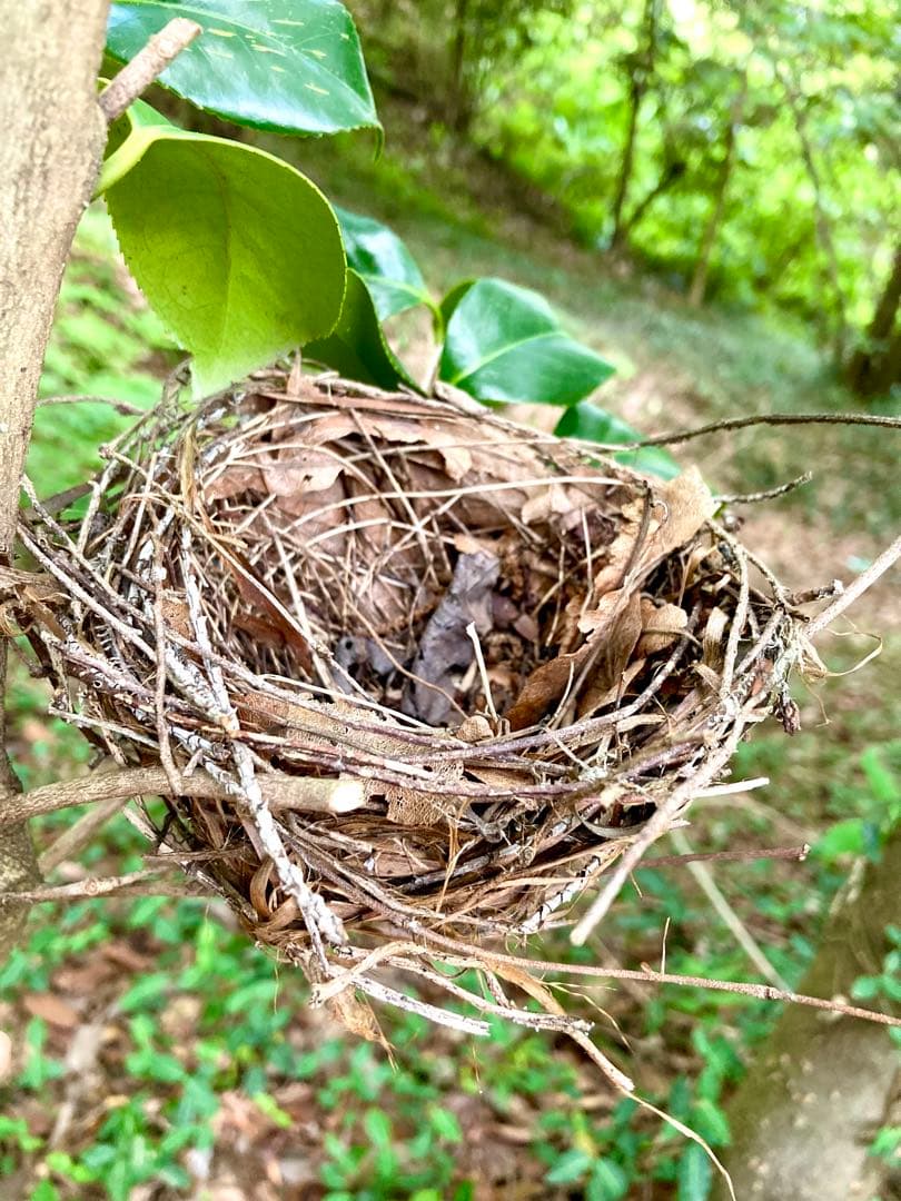 天然野生＊野鳥＊とっても可愛い枝付き【鳥の巣】巣＊小鳥の巣＊ネイティブオブジェ