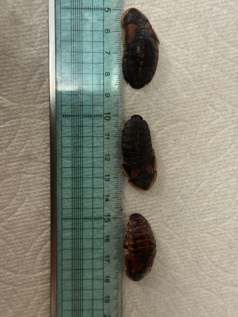 冷凍デュビア　成虫　1000g