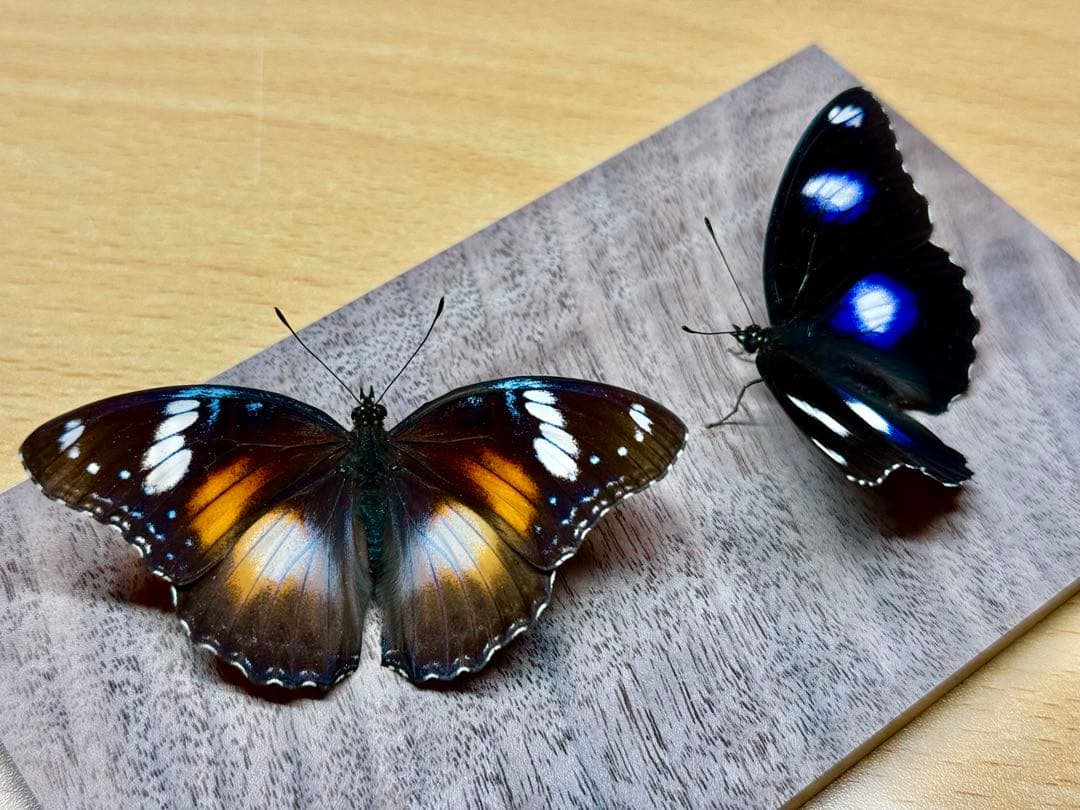 【立体標本】国産蝶標本　リュウキュウムラサキ（海洋島型）　雌雄ペア　ライブ標本