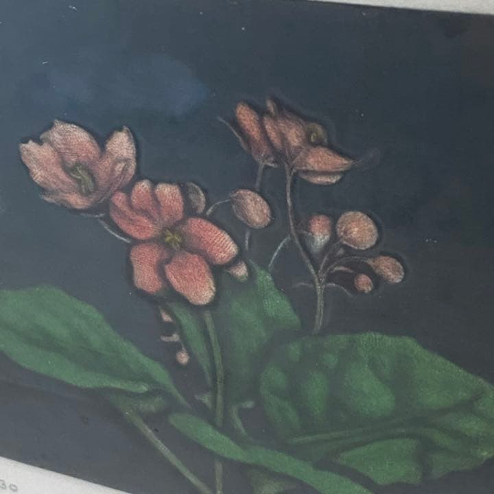 織田 繁　題名　アフリカン　ヴァイオレット　メゾチント　銅版画