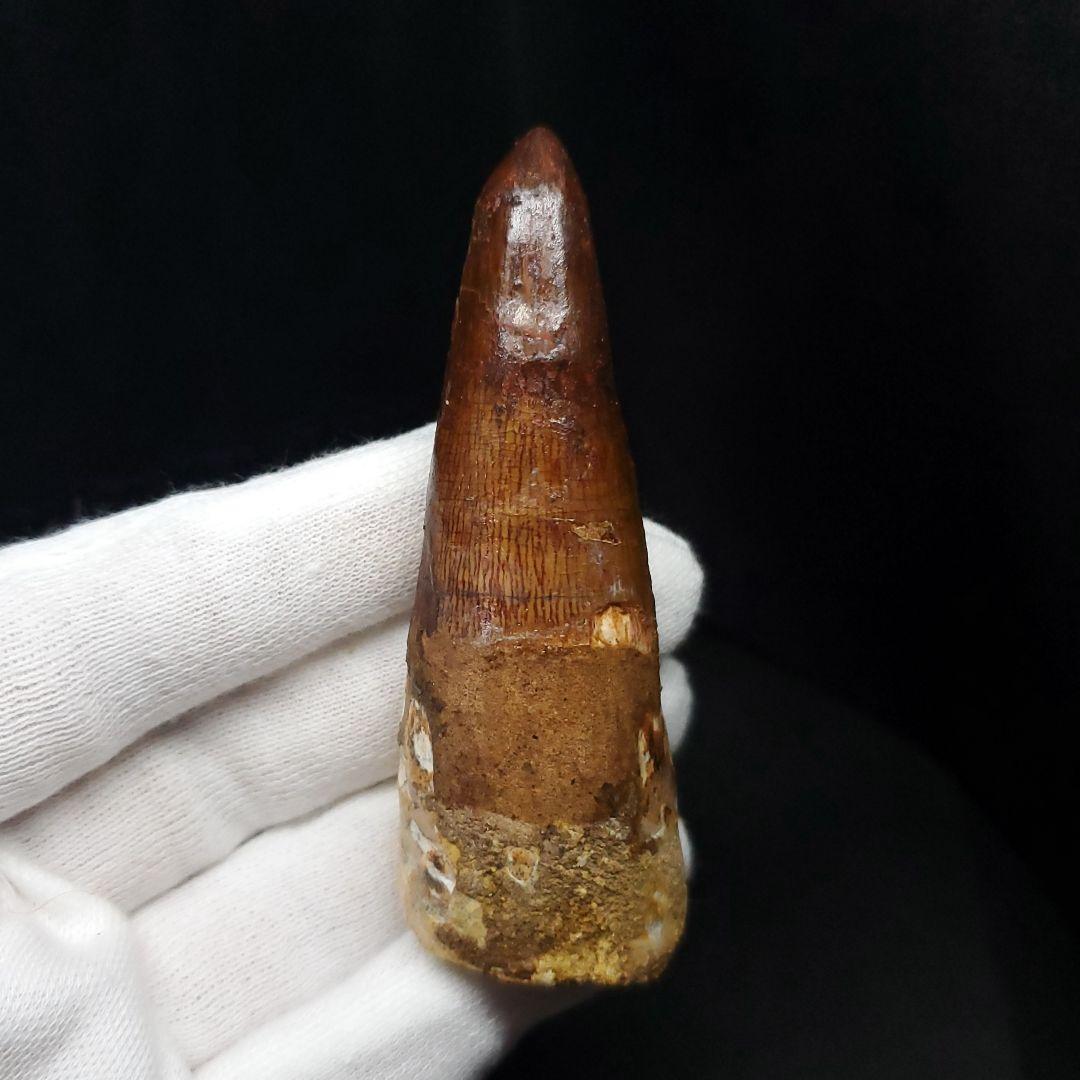 美品 スピノサウルス 本物 モロッコ産 71.57mm sp429
