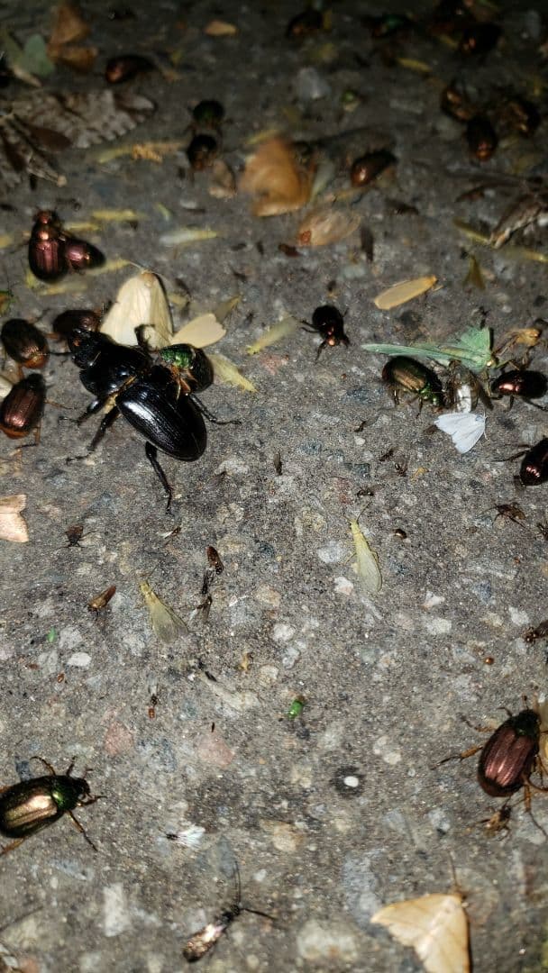 オオクワガタライトトラップ1000w400w