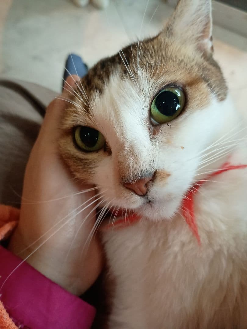 キャットスマック またたび応募券 100口分 500枚