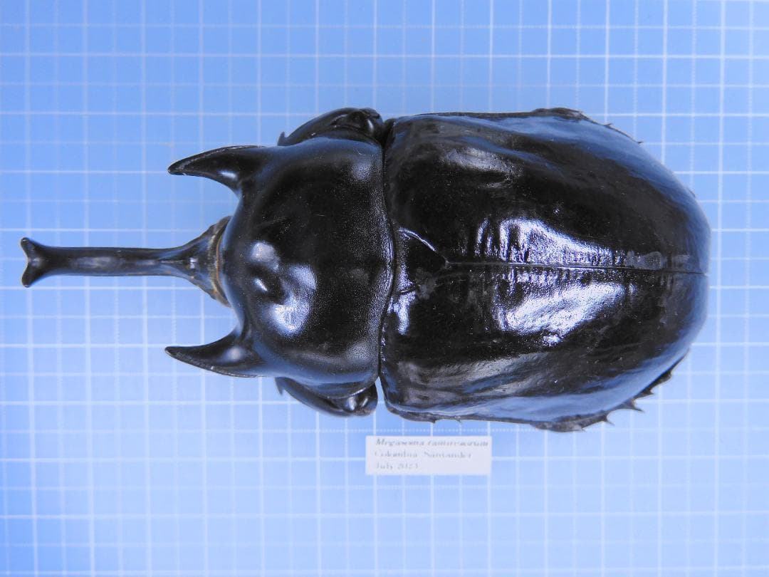 コロンビア産　ラミレスゾウカブト95mm