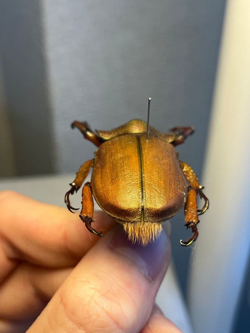 【42mm】ミラビリステナガスジコガネ'ナンベイテナガスジコガネ 昆虫標本