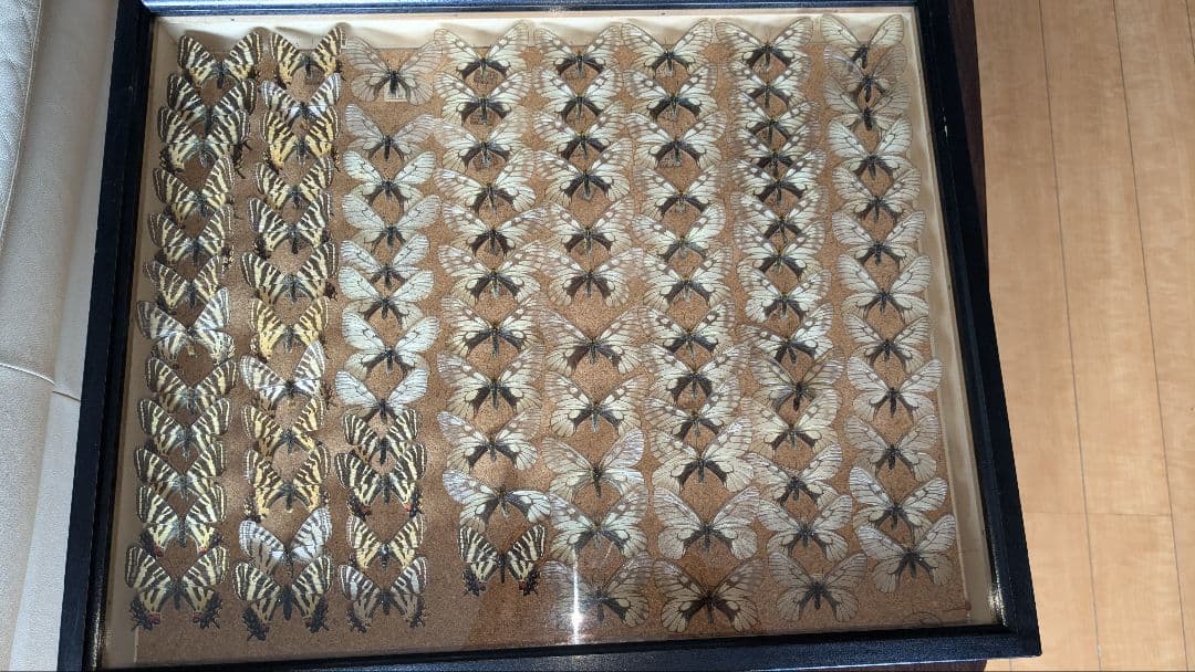 値下げしました。ギフ、ヒメギフチョウ＆ウスバ、ヒメウスバシロチョウセット　セット