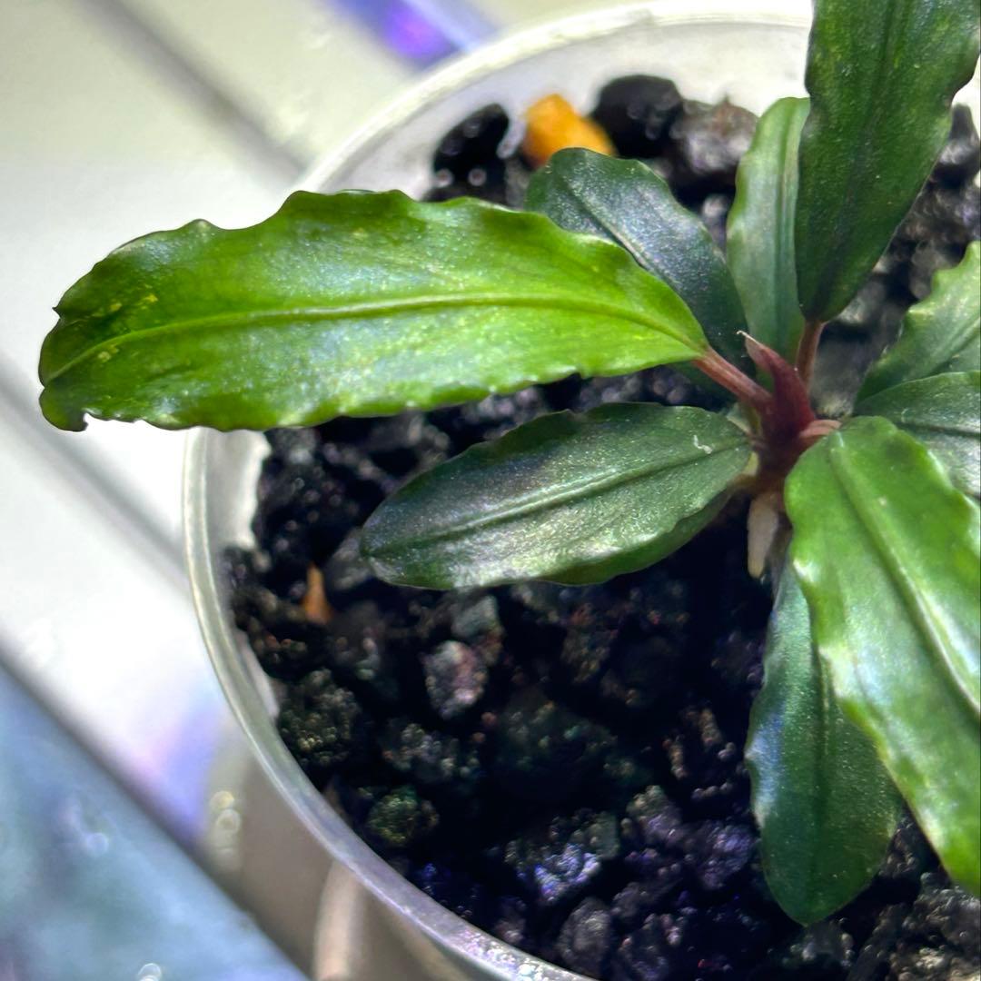 【現地消滅種❣️】ブセファランドラ sekadau 3【TB】斑入り