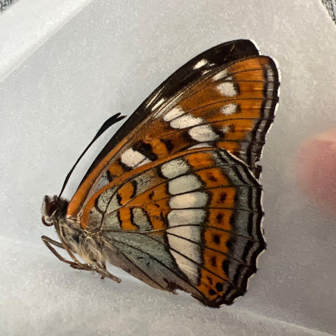 オオイチモンジ　モンゴル産10頭セット