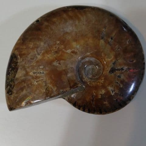 アンモナイト化石  550グラムBIG