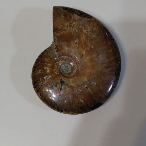 アンモナイト化石  550グラムBIG