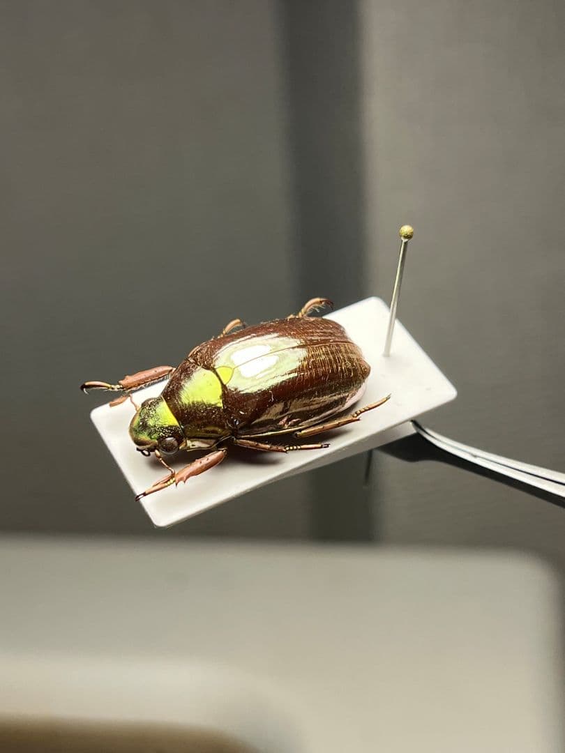 【23mm】オプティマプラチナコガネ 標本 頭が金！カナブン ウグイスコガネ