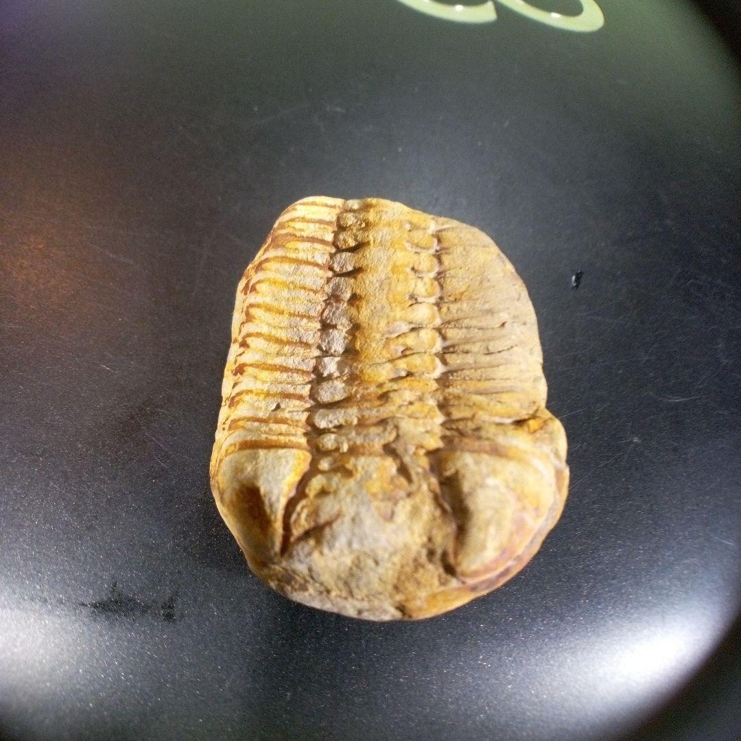 三葉虫　化石　fossil　ボリビア産　トライロバイト　三葉虫個体④