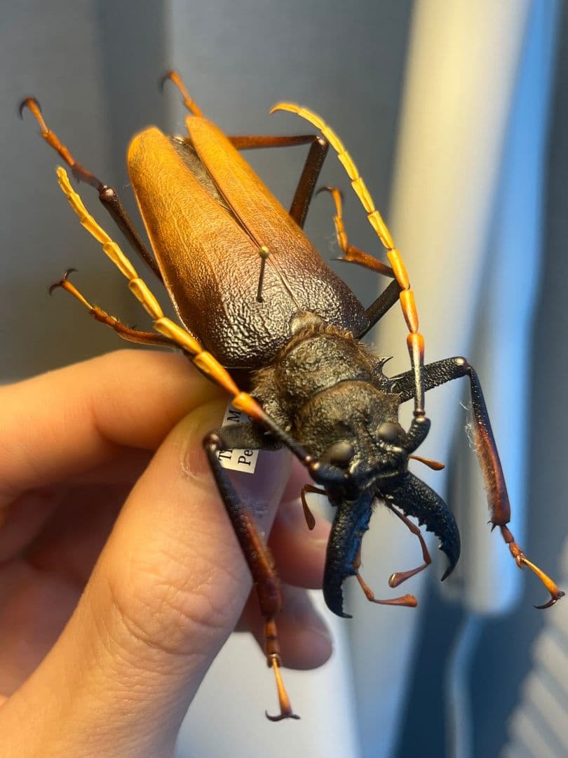 【70mm】アントンルリオニノコギリカミキリ 　昆虫標本