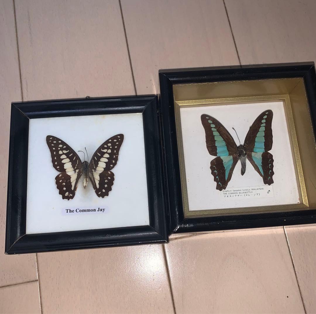 アンティーク 雑貨 小物入れ モルフォ 標本 など 8点セット