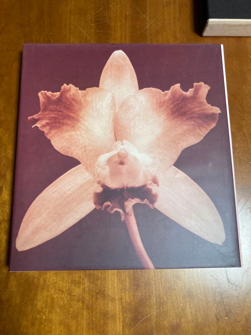 【PISTILS】Robert Mapplethorpeロバート・メイプルソープ