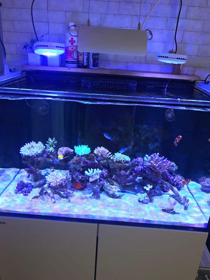 レッドシー、リーファ250、AIプライム、バブルラッシュ、クーラー、水槽台・