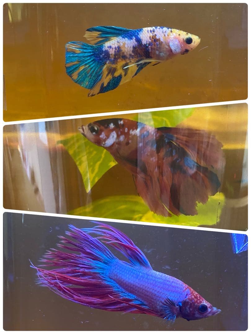 沖縄県やんばる産マジックリーフ 1kg UV殺菌灯照射済み⑤