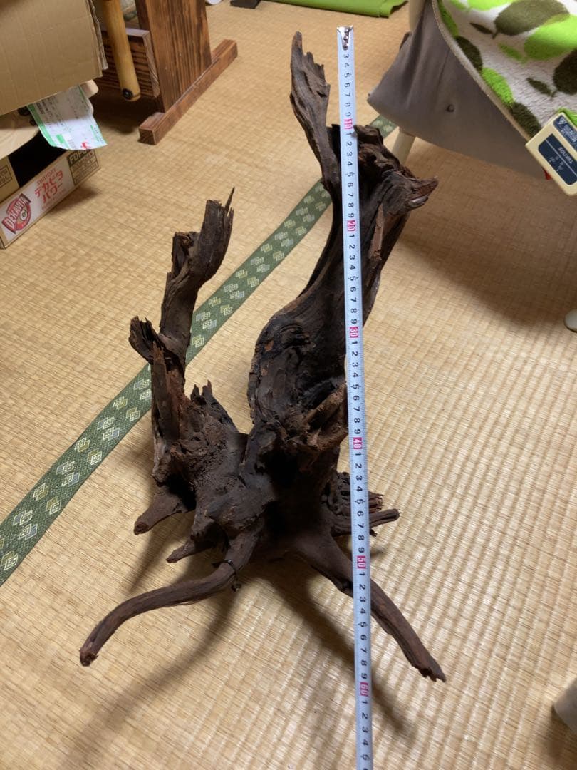 ホーンウッド　ada アクアリウム　流木　水草レイアウト　水槽