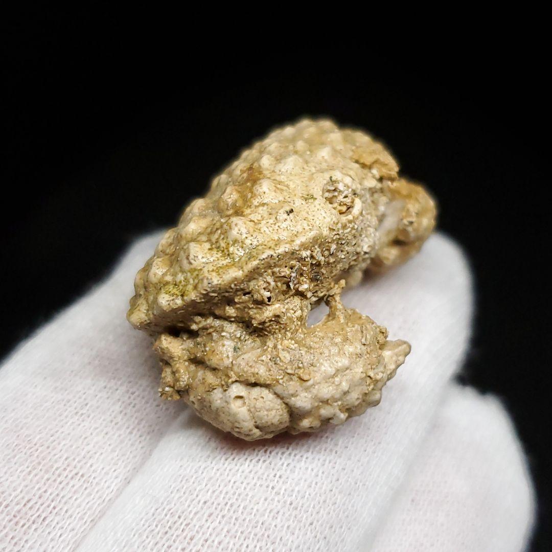 美品 カニ 本物 化石 産 37.86mm  fcr4