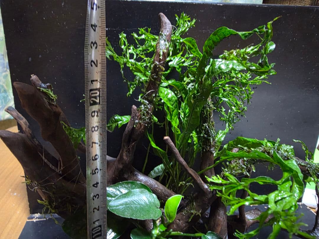 水草3種巻き ブランチウッド大サイズ