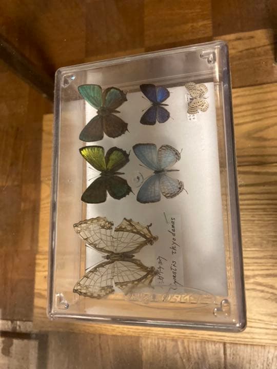 蝶の標本　レア